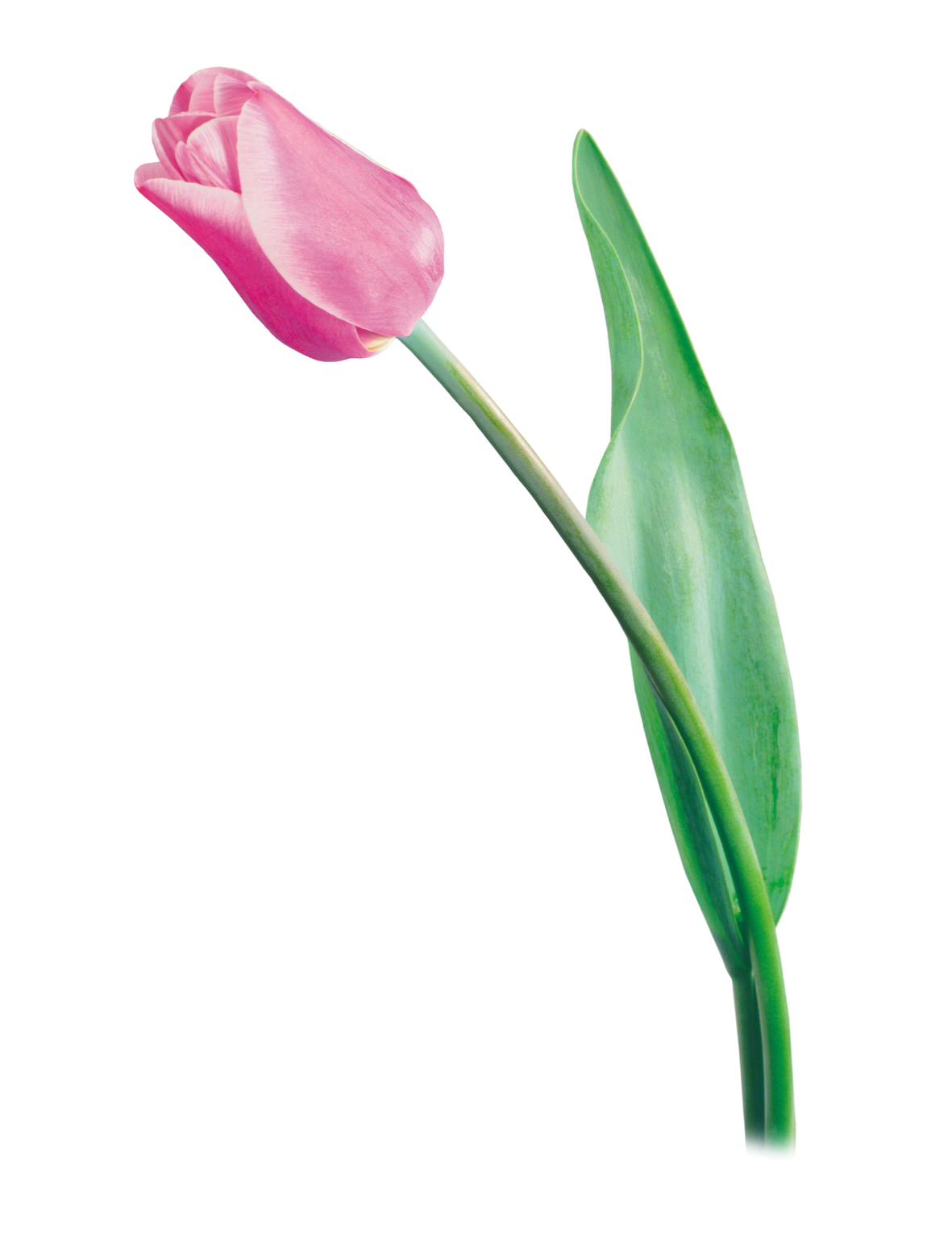 Можно дарить 1 тюльпан. Тюльпаны 1. Один тюльпан. Один цветок. Розовые тюльпаны.